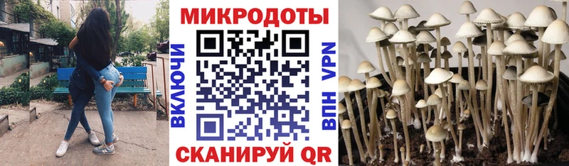 KRAKEN ССЫЛКА  наркота  Купино  Галлюциногенные грибы мицелий 